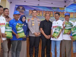 Wujud Sinergi, Kapolres Sidrap Bersama Forkopimda Terjun Langsung Panen Padi IP 300