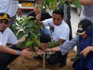 Jalan Baru Depan SKPD Sidrap Dihijaukan dengan Ratusan Tanaman Alpukat