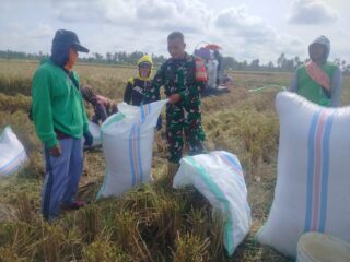 Dukung Ketahanan Pangan, Babinsa Koramil 1420-07/Baranti Dampingi Panen Padi di Kelurahan Manisa