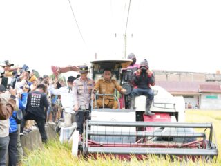 Panen Raya di Bila Riase, Bupati Sidrap Dorong Modernisasi Pertanian Demi Peningkatan Produksi dan Kesejahteraan Petani