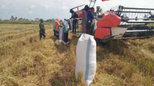 Perkuat Ketahanan Pangan, Babinsa Koramil 1420-03 Kawal Panen Raya Kelompok Tani Sipurennue