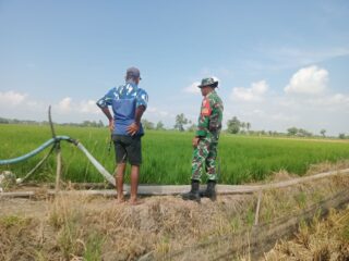Pastikan Ketahanan Pangan, Babinsa Desa Aka-Akae Pantau Langsung Pertumbuhan Padi Petani