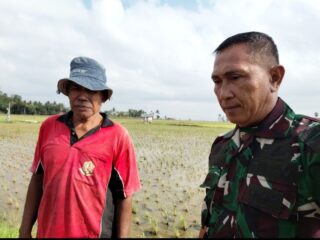 Babinsa Desa Takkalasi Dampingi Petani Laksanakan Luas Tambah Tanam di Maritengngae