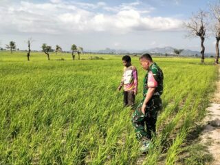 Babinsa Ramil 04/Watang Pulu Dampingi LTT, Wujud Dukungan Ketahanan Pangan.