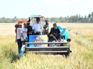 Panen Raya di Desa Botto, Bupati Sidrap Terus Dorong IP300 dan Modernisasi Pertanian Pitu Riase