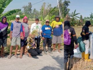 Di Tengah Kemarau, Petani di Kelurahan Kadidi Tetap Bisa Panen Berkat Program Listrik Masuk Sawah